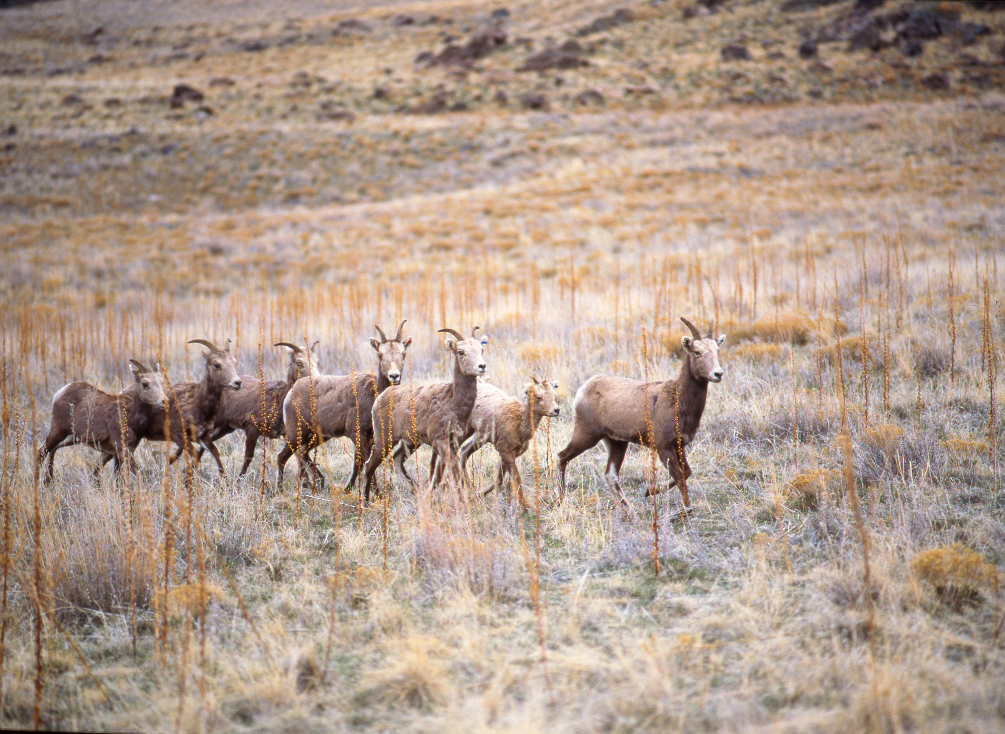 Nature and Wildlife in Utah — Wildlife Watching | Visit Utah